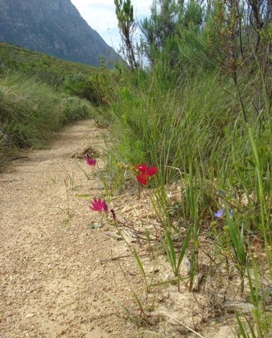 Geissorhiza erosa where people walk